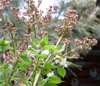 丁香花什么时间长花蕾 丁香花何时开花、丁香花盛开时间