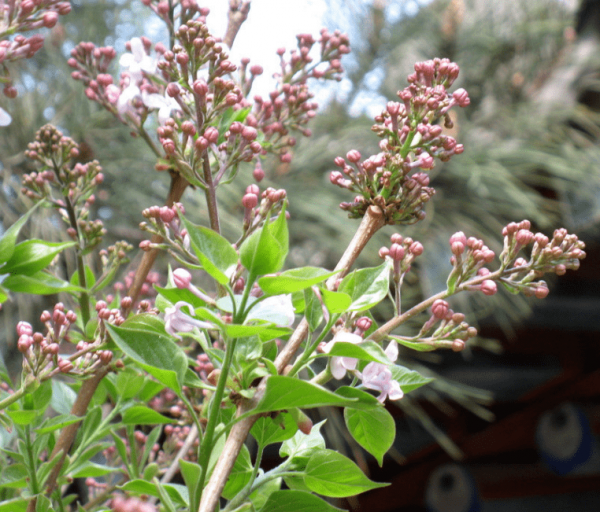 丁香花什么时间长花蕾
