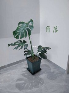 龟背竹摆放位置的禁忌 摆放龟背竹的地方需要注意