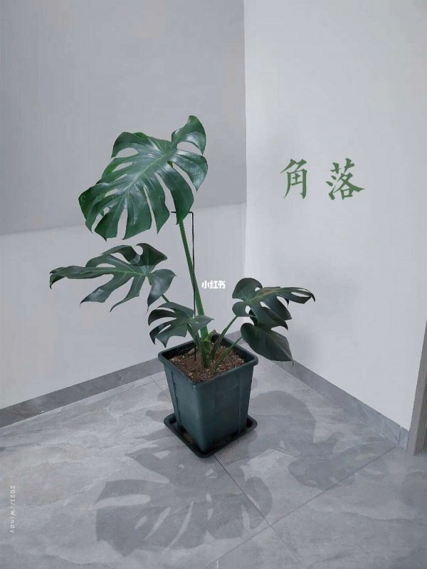龟背竹摆放位置的禁忌
