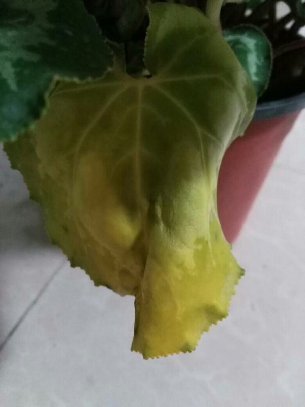 仙客来黄叶掉落怎么办
