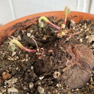 仙客来花茎发蔫弯下来怎么解决 仙客来花茎下垂怎么处理？