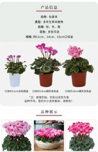 仙客来怎么养才能爆盆 如何培养仙客来以达到盆栽爆盆效果