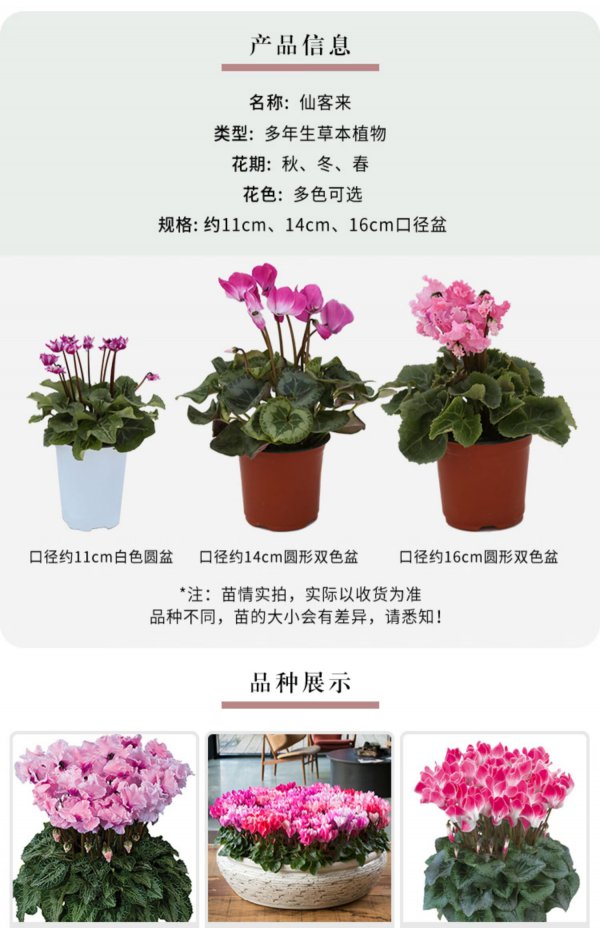 仙客来怎么养才能爆盆