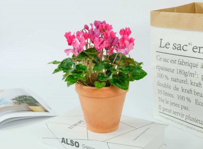 仙客来是多年生植物吗 仙客来是多年生的吗？