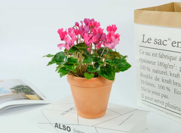 仙客来是多年生植物吗
