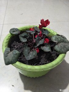仙客来的花越来越小是什么回事 仙客带来的花为何变得越来越娇??？