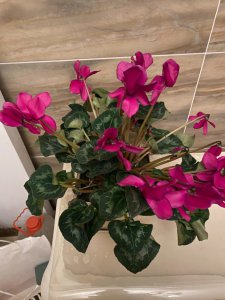 仙客来怎么养才能开花 如何培养仙客来使其开花？
