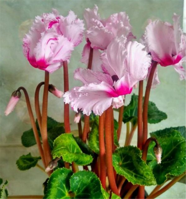 怎么让仙客来一直开花