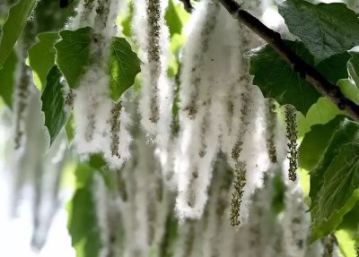 杨树什么时候开花 杨树何时开花？