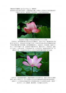 家里为什么不能养荷花 为什么家里不适合种荷花