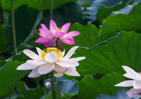 莲花和荷花是一种花吗