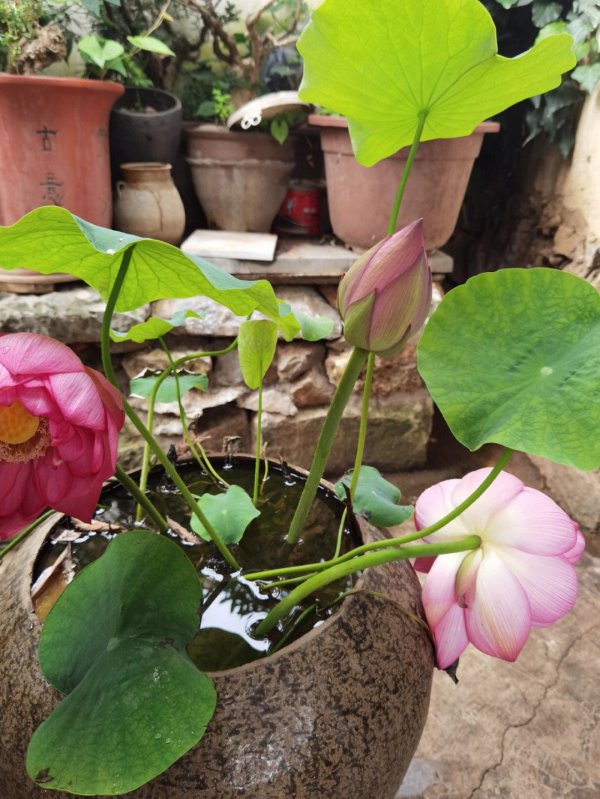 荷花插水里能开花吗