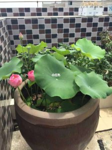 家里养荷花有忌讳吗 养荷花需注意事项
