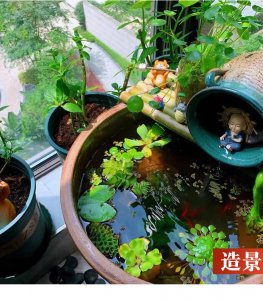 如何在水缸里养荷花 水缸养荷花指南
