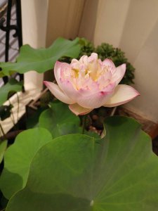 荷花缸如何避免蚊子 荷花缸如何防止蚊虫滋生