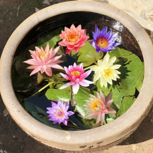老式水缸种荷花的方法 传统方式养荷花的水缸技巧