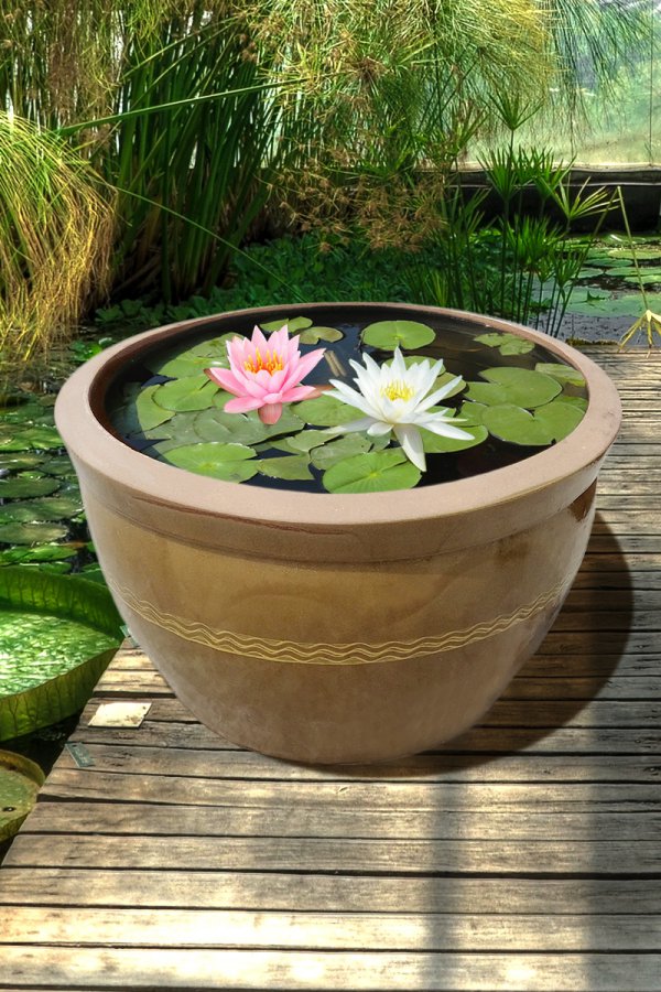 农村旧水缸养荷花的方法