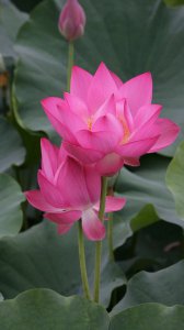 荷花几月开花 荷花何时开花？ -> 荷花开花时间？