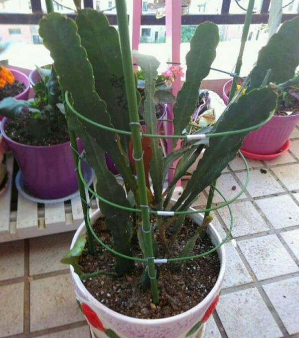 令箭荷花只长叶子不开花是什么原因及解决办法
