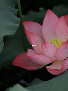 荷花是什么季节开的花 荷花开放的季节是什么？
