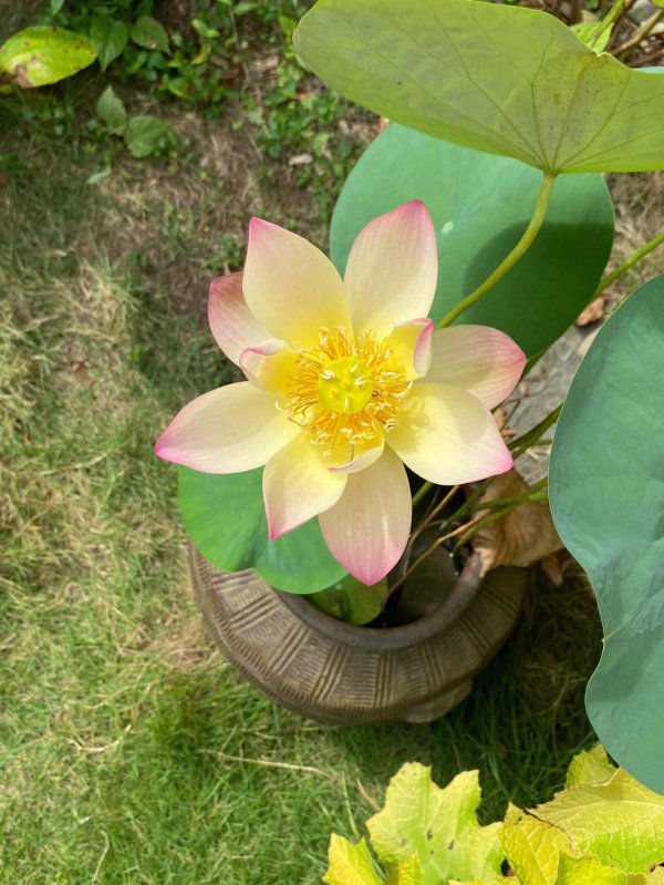 荷花第二年怎么翻盆