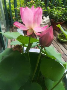 荷花能摆放在家里吗 荷花适合在家里摆放吗？
