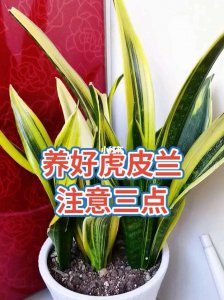 家养盆栽佛手虎皮兰的养殖方法和注意事项是什么