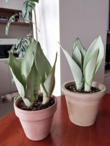 白玉虎皮兰如何养殖 白玉虎皮兰养护指南