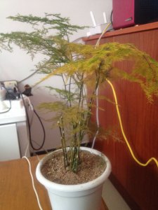 文竹发黄怎么挽救 挽救发黄的文竹
拯救文竹发黄