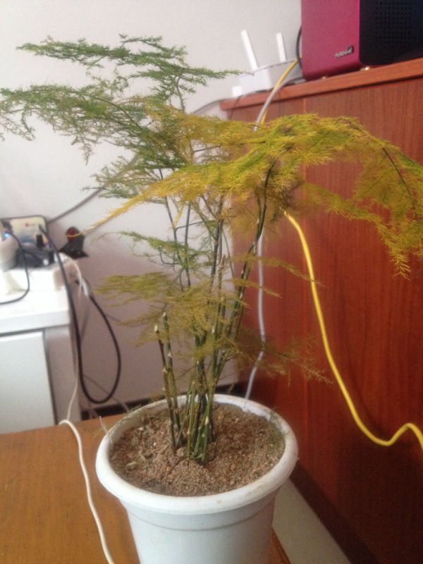 文竹发黄怎么挽救