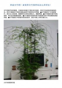 家养盆栽文竹的养殖方法和注意事项是什么