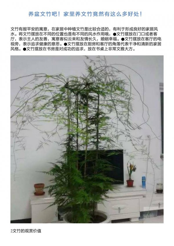 家养盆栽文竹的养殖方法和注意事项是什么