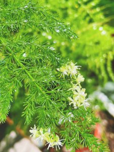 文竹开花吗 文竹会开花吗？
文竹能开花吗？