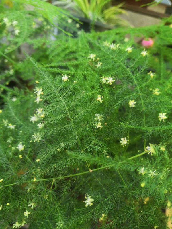 文竹开花是好兆头吗
