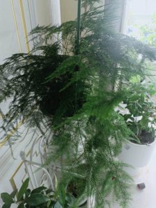 文竹开花对家里好吗 文竹开花对家居有什么好处？