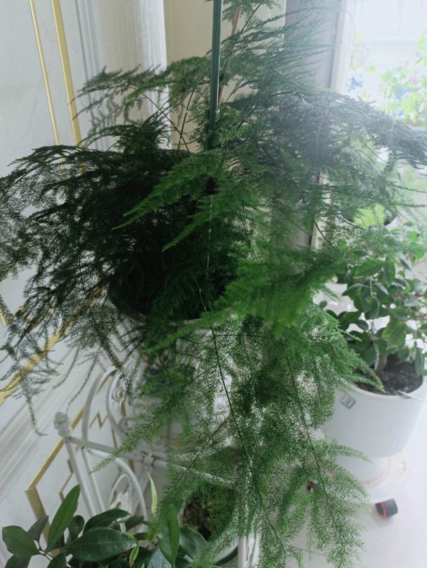 文竹开花对家里好吗
