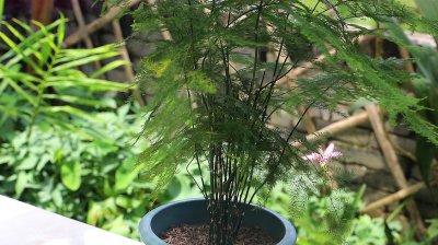 文竹什么季节施肥最好 文竹最佳施肥季节是什么时候？