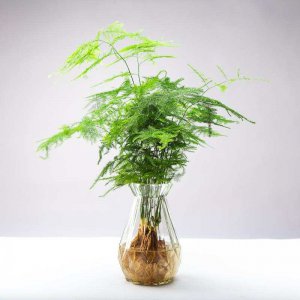 文竹可不可以水培 文竹适合水培吗？
