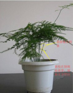 怎样让文竹变绿 以肥料让文竹变绿
用施肥让文竹变绿