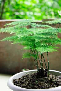 文竹的养殖方法是什么 文竹的种植技巧是什么？