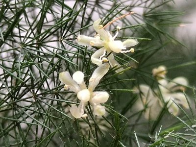 文竹开花什么样 文竹开花的花朵长什么样？