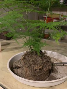 文竹几月份换盆 文竹适宜换盆的时间是在哪个月份？