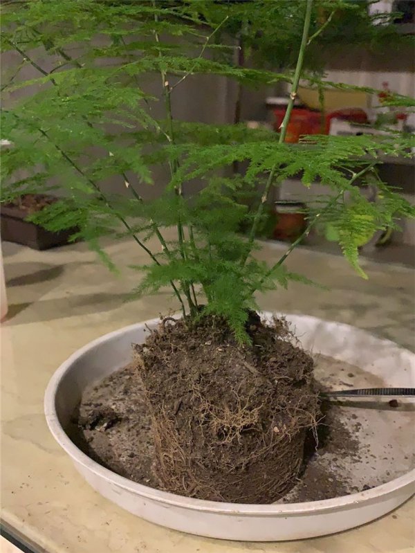 文竹几月份换盆