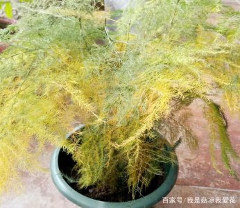 文竹叶子发黄浇白糖水到底有没有用
