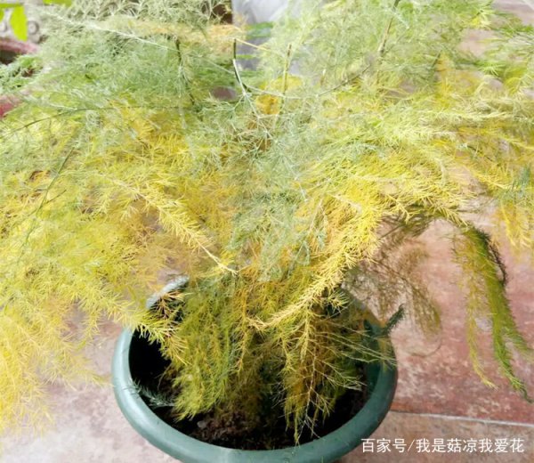 文竹叶子发黄浇白糖水到底有没有用