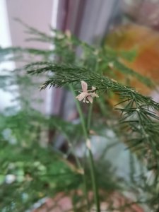 家里文竹开花好不好 文竹在家里开花容易吗？