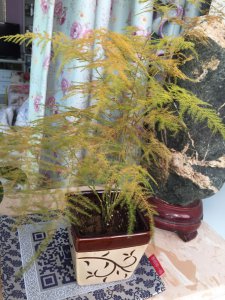 文竹叶子干枯发黄是什么原因 文竹叶子干枯发黄可能的原因是什么？