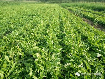 蒲公英种植技术总结 蒲公英栽培技巧总结