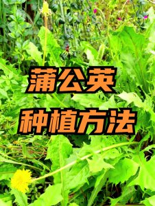 蒲公英种植方法 种植蒲公英的方法

栽培蒲公英的步骤